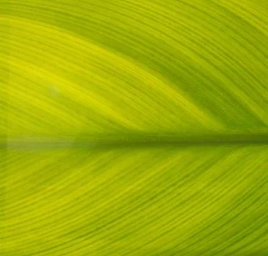 Green leaf for background Fotos de archivo