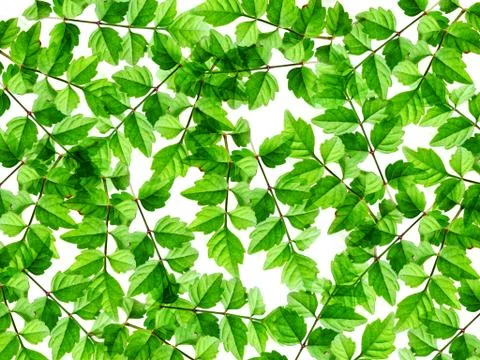 Green leaf background Stock Photos