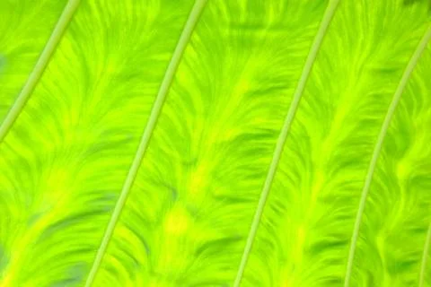 Green leaf Background. Stock Photos