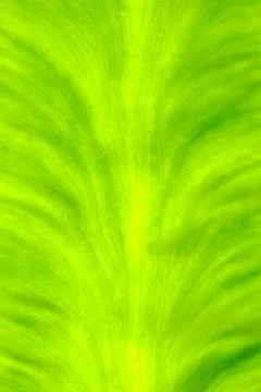 Green leaf Background. Stock Photos