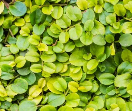 Green leaf background. Stock Photos