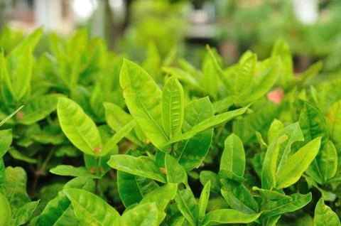 Green Leaf background. Stock Photos