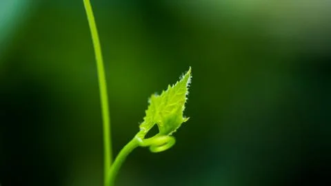 Green leaf background Stock Photos