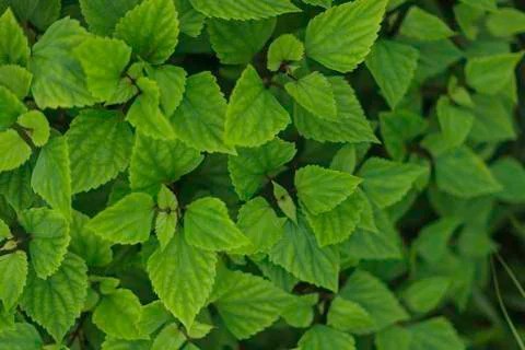 Green leaf background Stock Photos