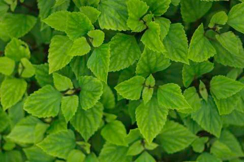 Green leaf background Stock Photos