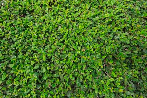 Green leaf background Stock Photos