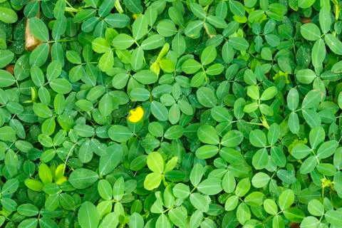 Green leaf background Stock Photos