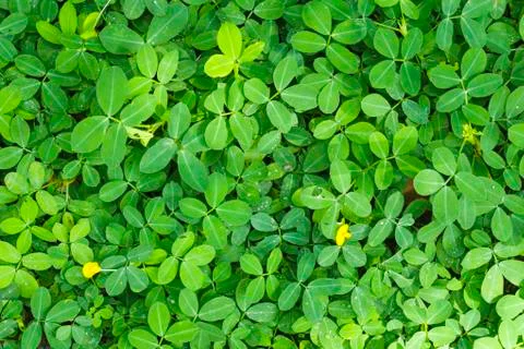 Green leaf background Stock Photos