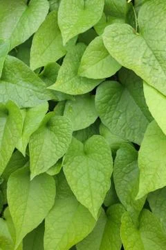 Green leaf background Stock Photos