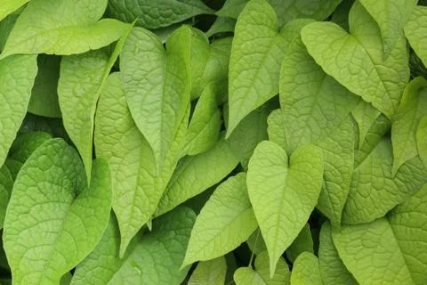 Green leaf background Stock Photos