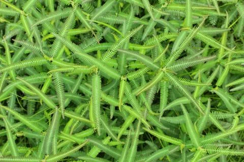 Green leaf background Stock Photos