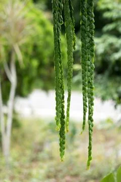 Green leaf background Stock Photos