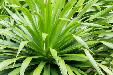 Green leaf background Stock Photos