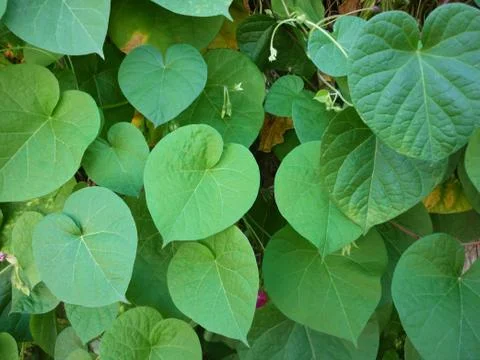 Green leaf background Stock Photos