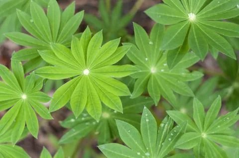 Green Leaf Background Stock Photos