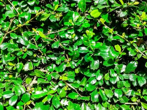 Green leaf background Foto stock