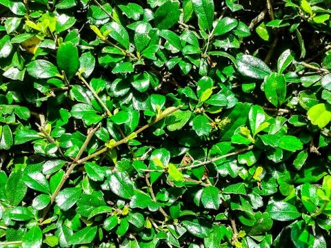 Green leaf background Stock Photos