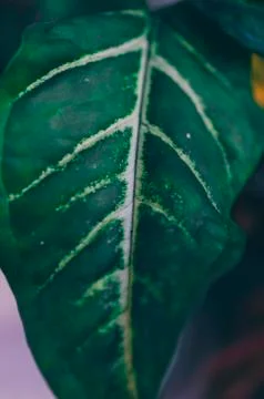 Green Leaf Background Stock Photos