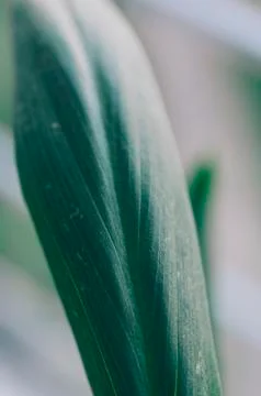 Green Leaf Background Stock Photos