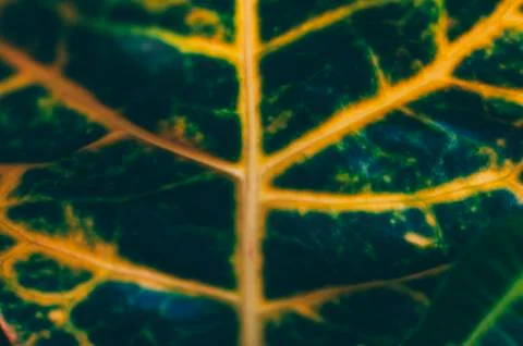 Green Leaf Background Stock Photos