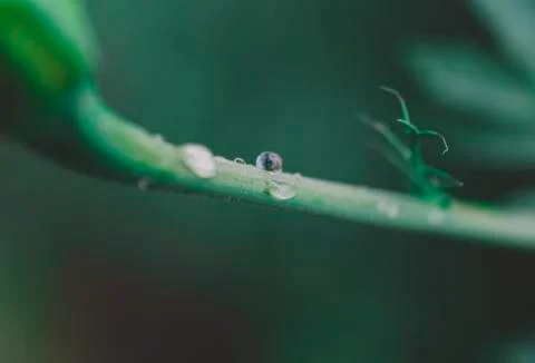 Green Leaf Background Stock Photos