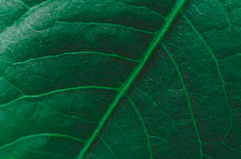 Green Leaf Background Stock Photos