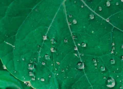 Green Leaf Background Stock Photos