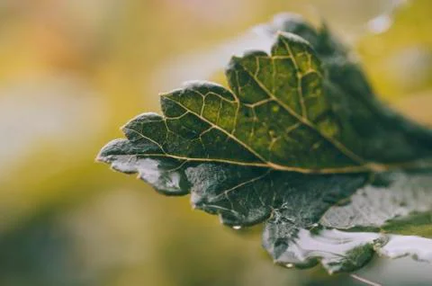 Green Leaf Background Stock Photos
