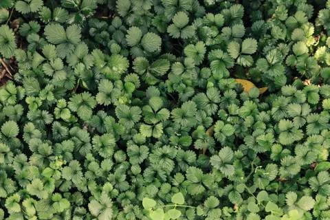 Green leaf background Stock Photos