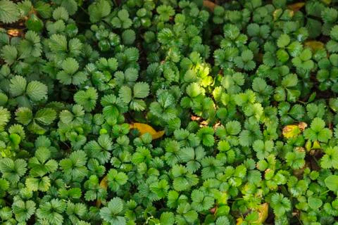 Green leaf background Stock Photos