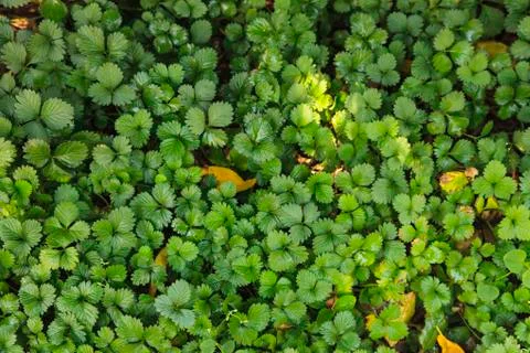 Green leaf background Stock Photos