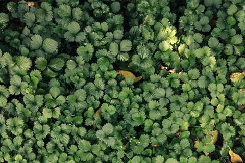 Green leaf background Stock Photos