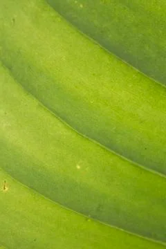 Green leaf background Stock Photos