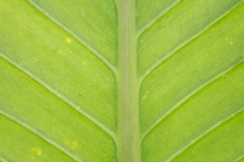 Green leaf background Stock Photos