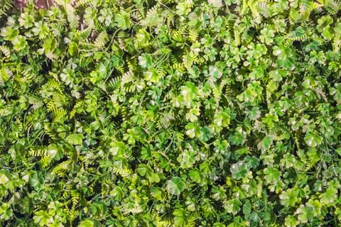 Green leaf background Foto stock