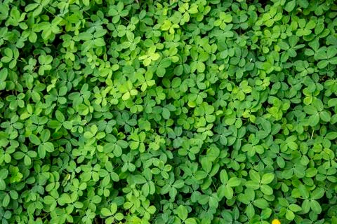 Green leaf background Stock Photos