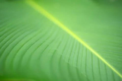 Green leaf background Stock Photos