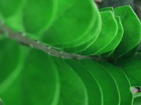 Green Leaf Background Stock Photos