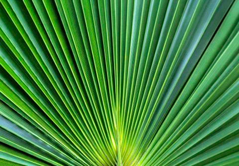 Green leaf background Stock Photos