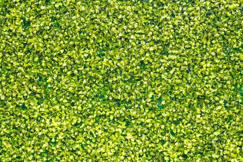 Green leaf background Stock Photos