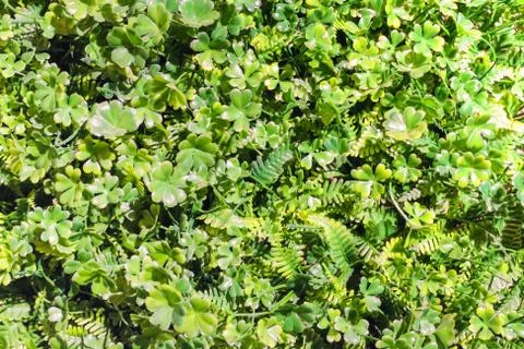 Green leaf background Stock Photos