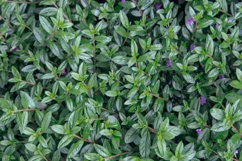 Green leaf background Stock Photos