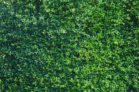 Green leaf background Stock-Fotos