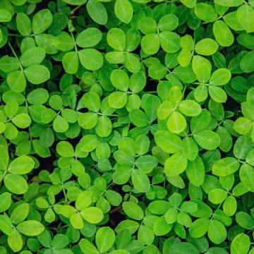 Green leaf background Stock Photos