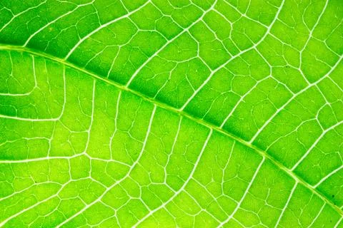 Green leaf background Stock Photos