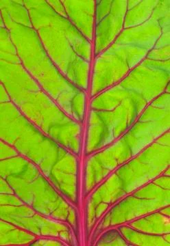 Green leaf background Stock Photos