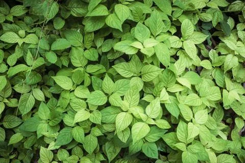 Green leaf for background Stock Photos