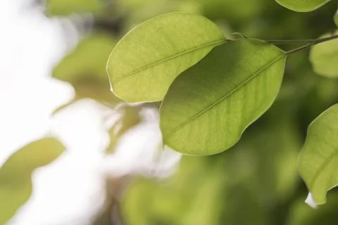 Green leaf background Stock Photos