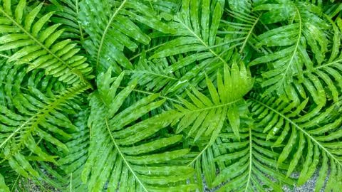 Green leaf background Foto stock