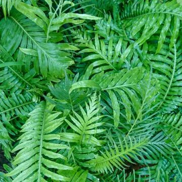 Green leaf background Stock Photos